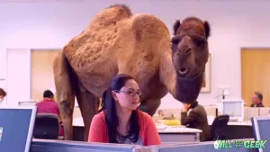 Geico Commercials Reaction 300x169